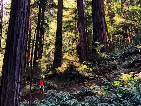 Hiker walking along a sun-dappled jungle path lined with towering trees and exotic plants.