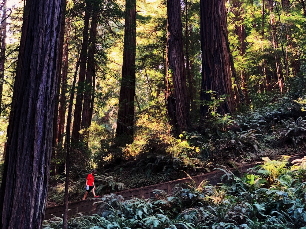 man walking on forest