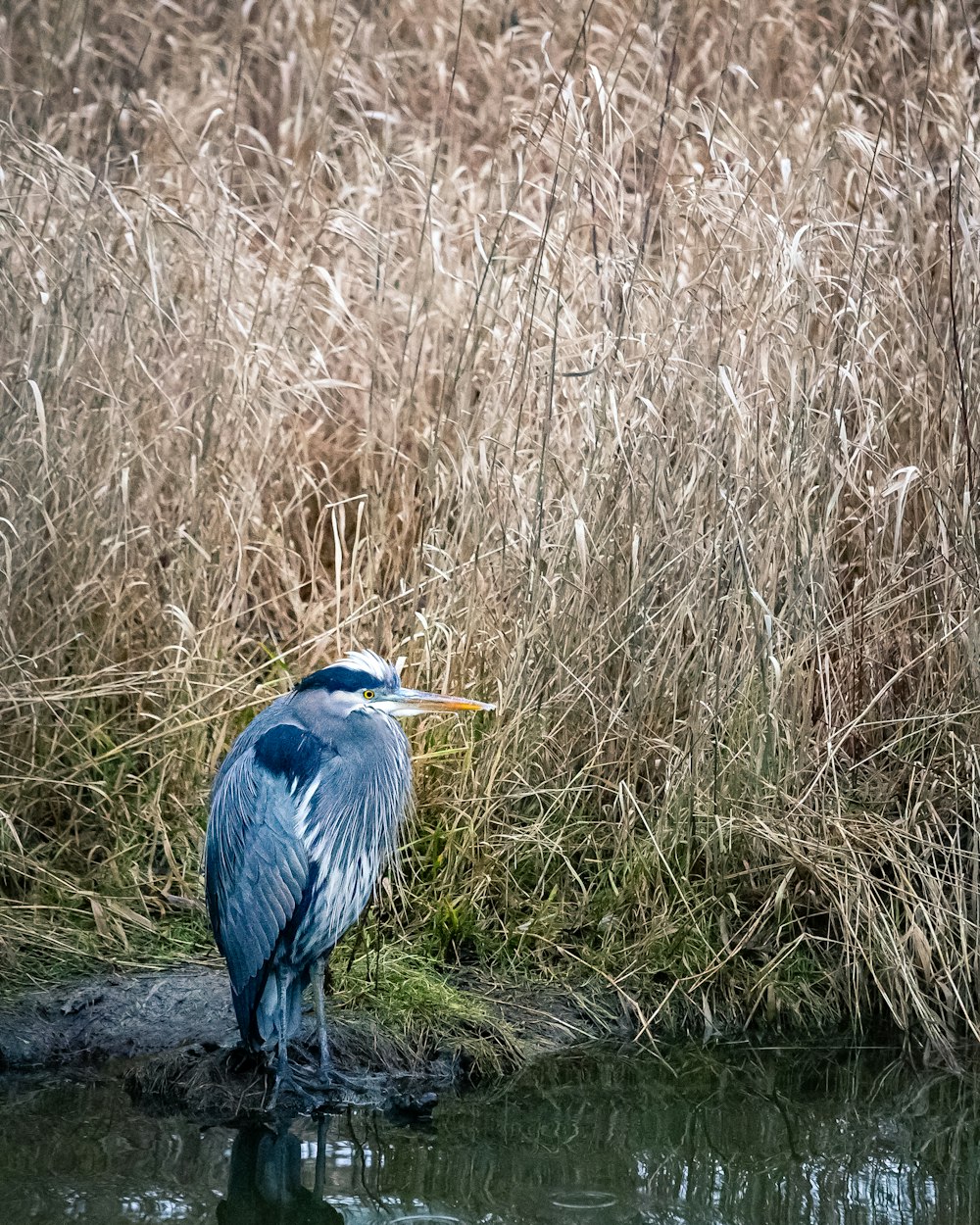 blue crane