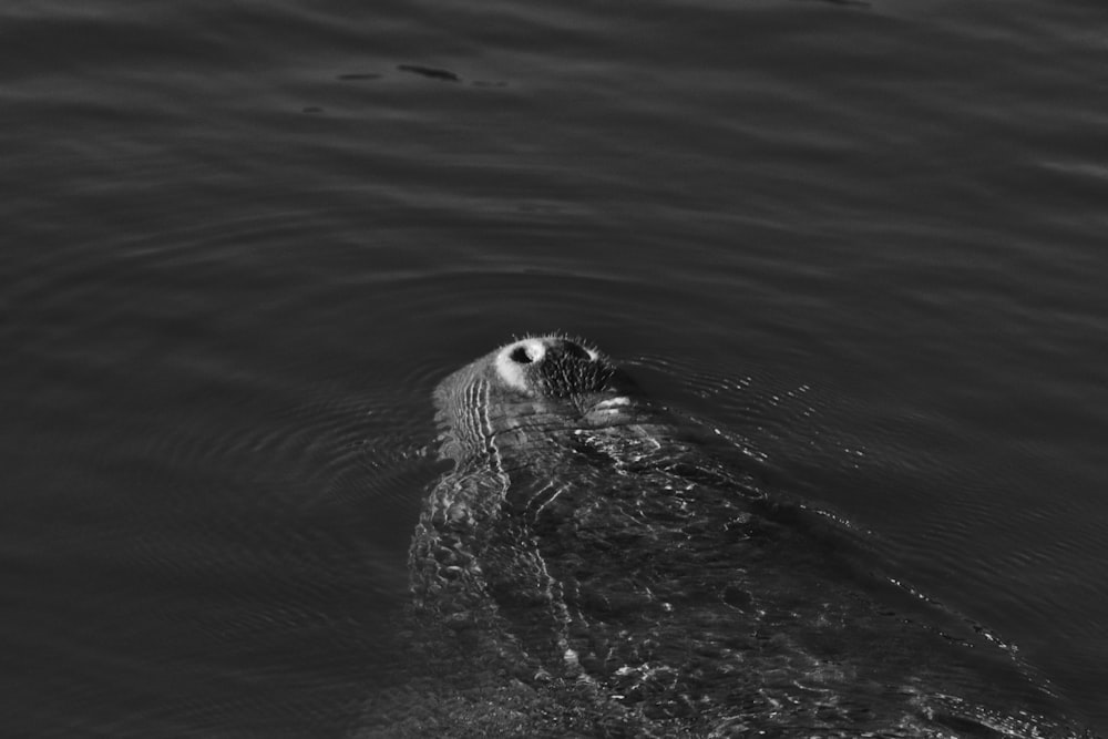 a black and white photo of a seal in the water
