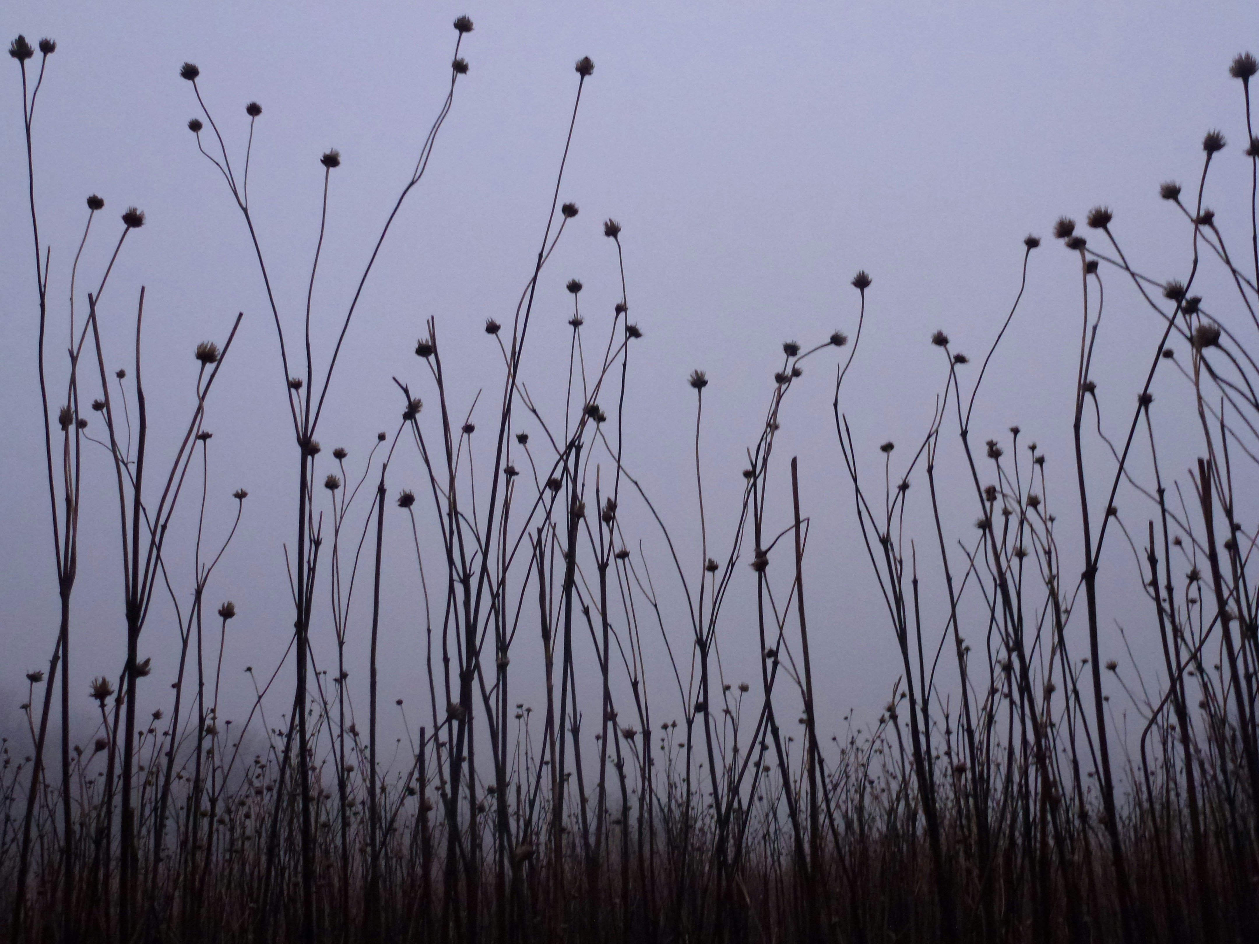 a field of tall grass with a sky in the background
