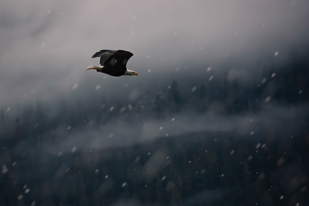 black eagle on mid air