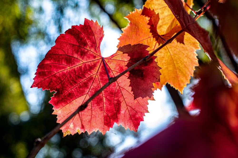 orange leaves