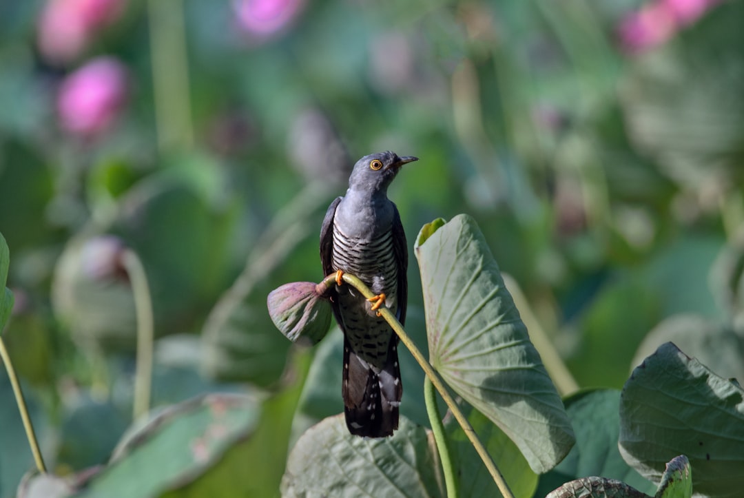 black bird on flower