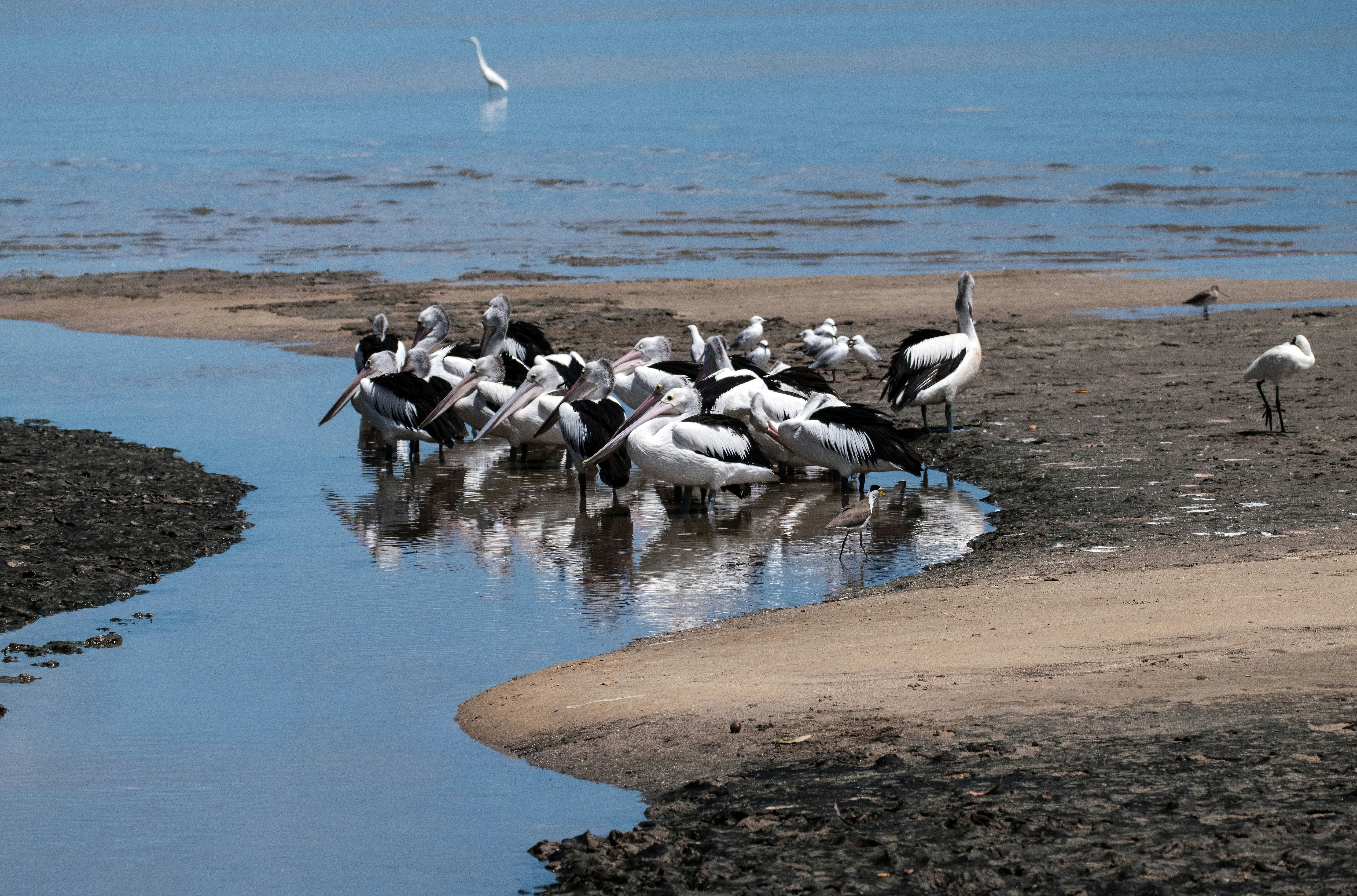 flock of white bird on shore