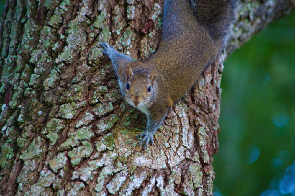 brown squirrel on tree