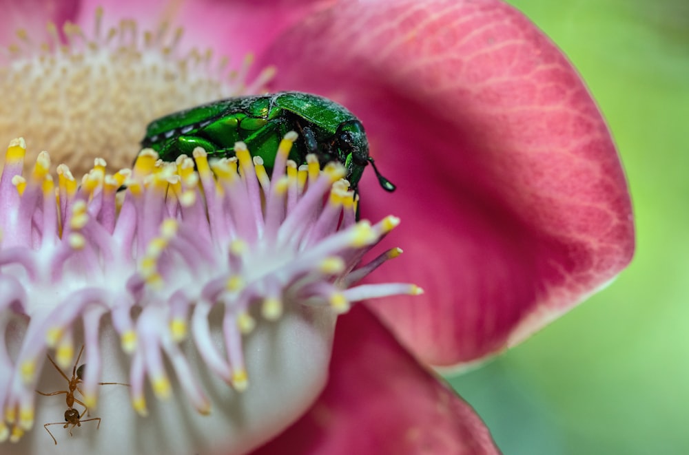 escarabajo verde en flor