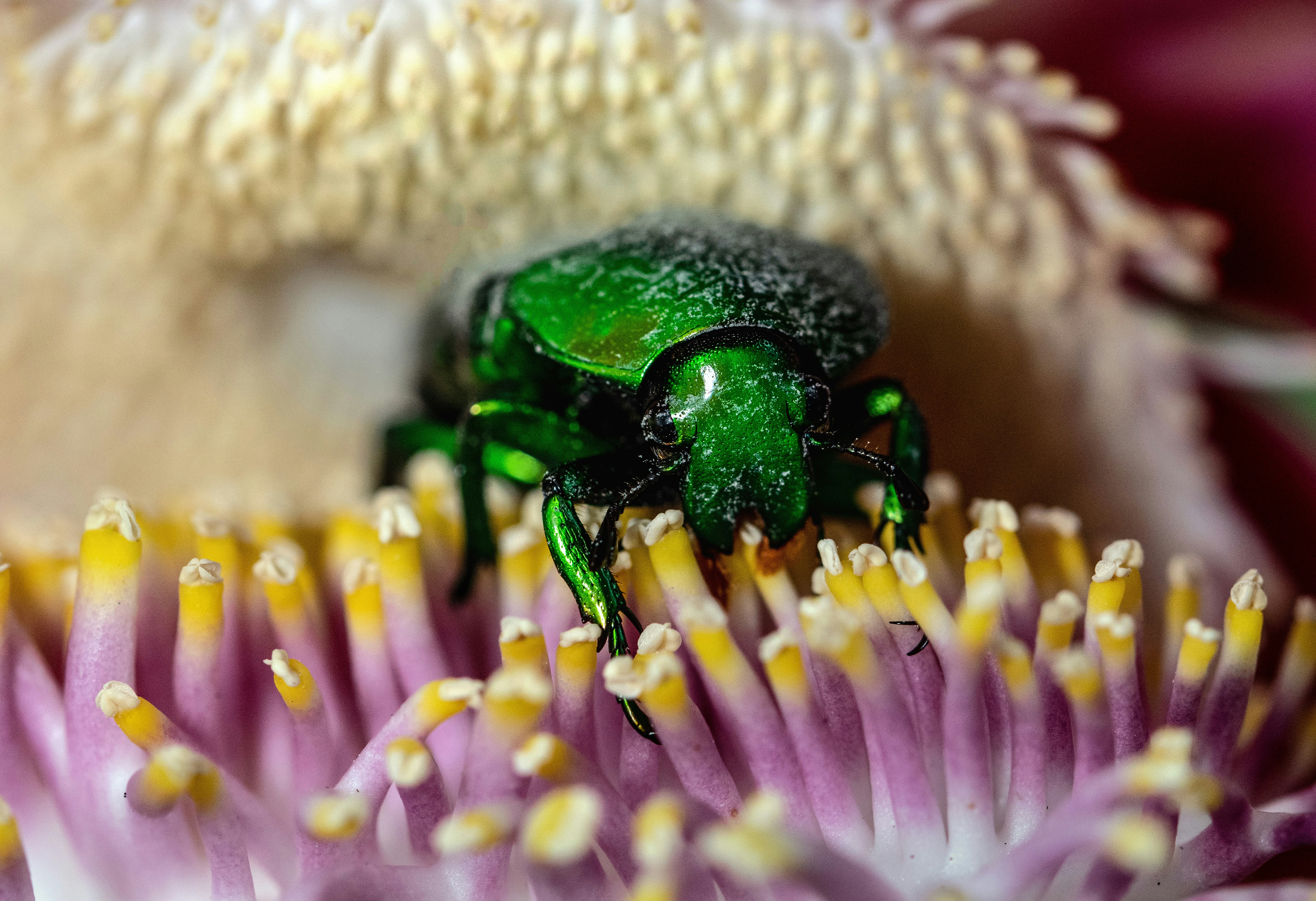 green bug