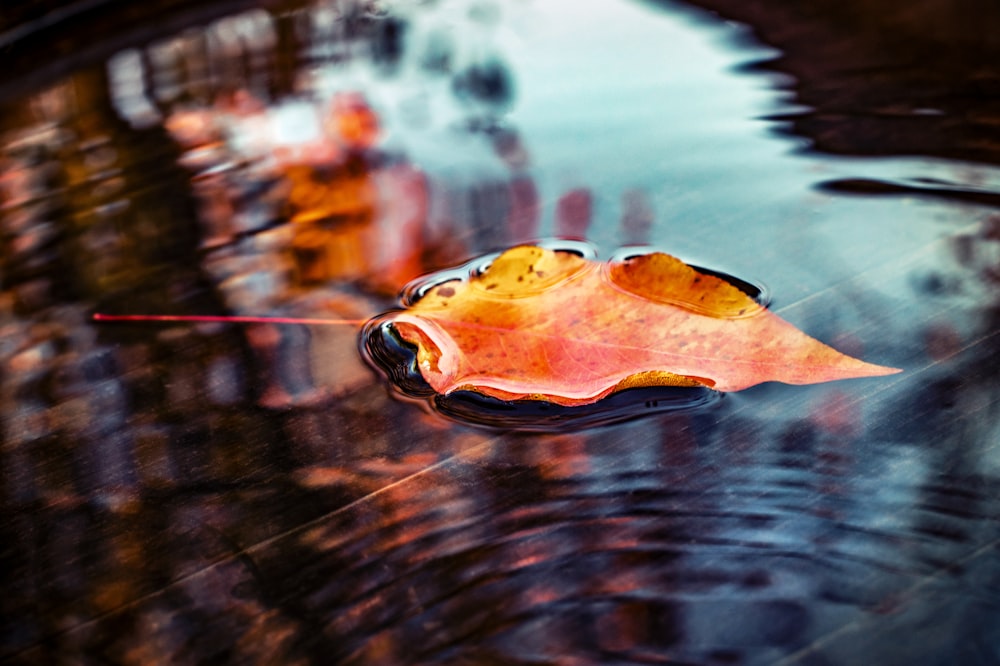 orange and yellow leaf