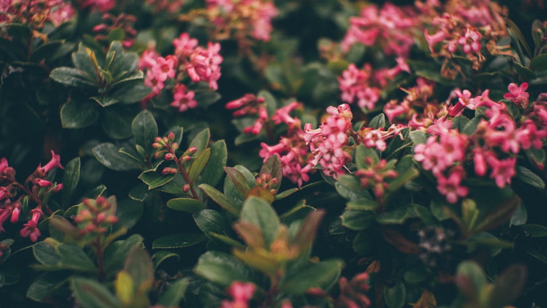 pink flowers