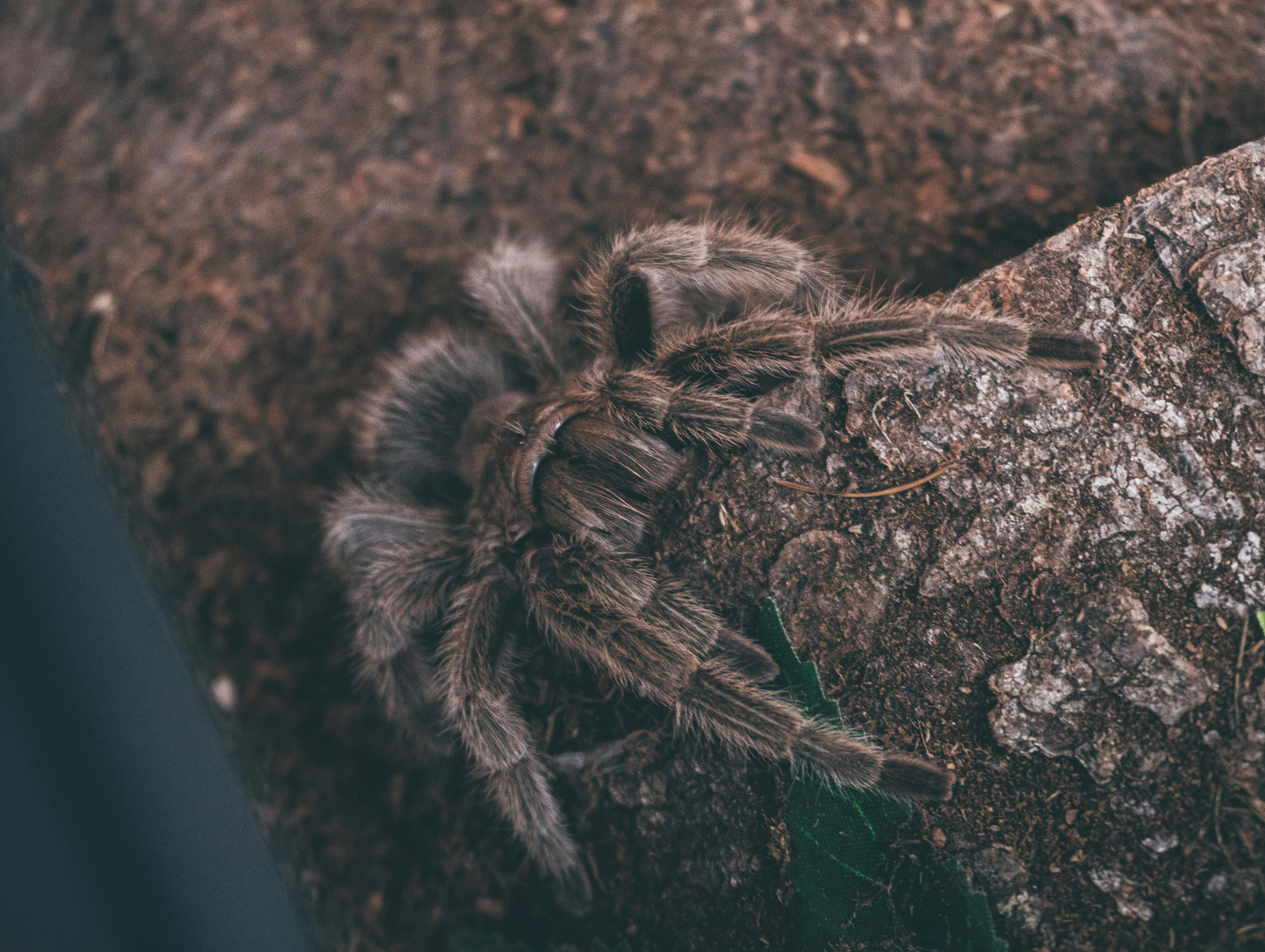 How Do I Stimulate A Tarantulas Natural Breeding Instincts In Captivity?