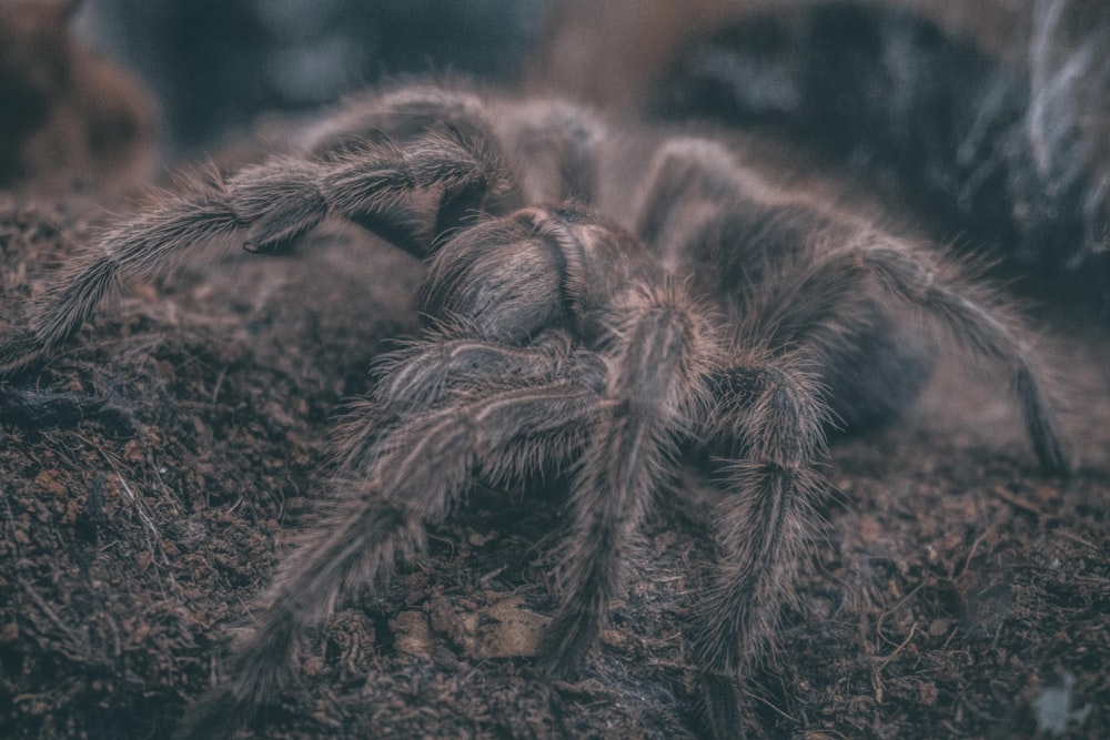 brown tarantula