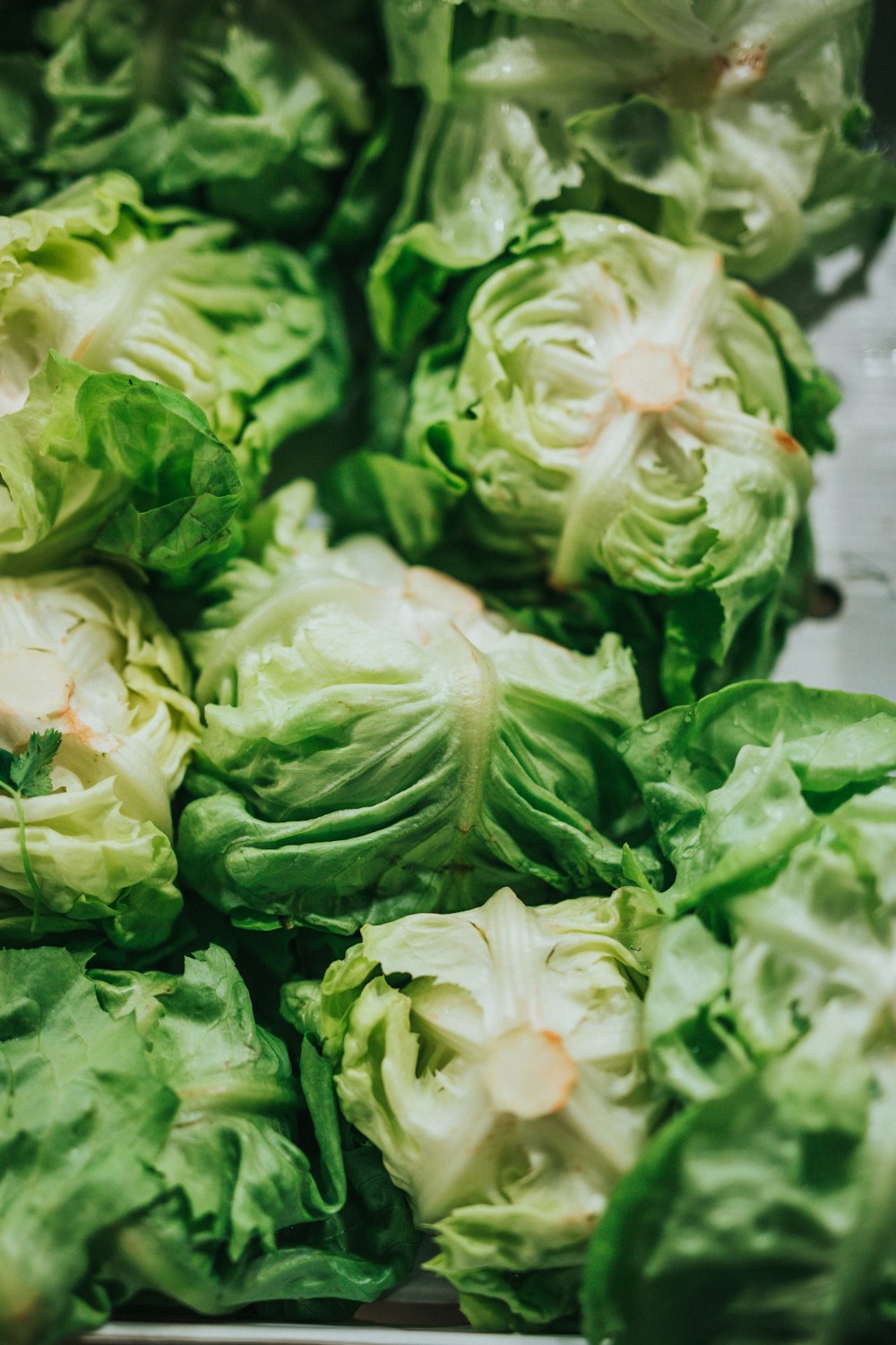 green lettuce lot