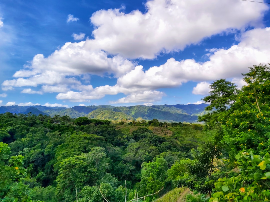 green leafed trees under cloudy sky