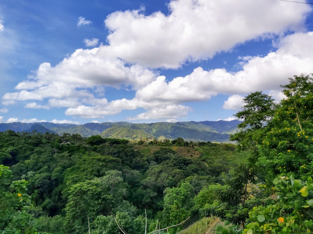 green leafed trees under cloudy sky