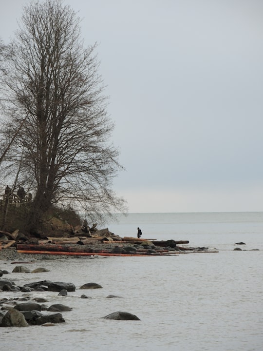 bare tree near ocean in West Point Grey Canada