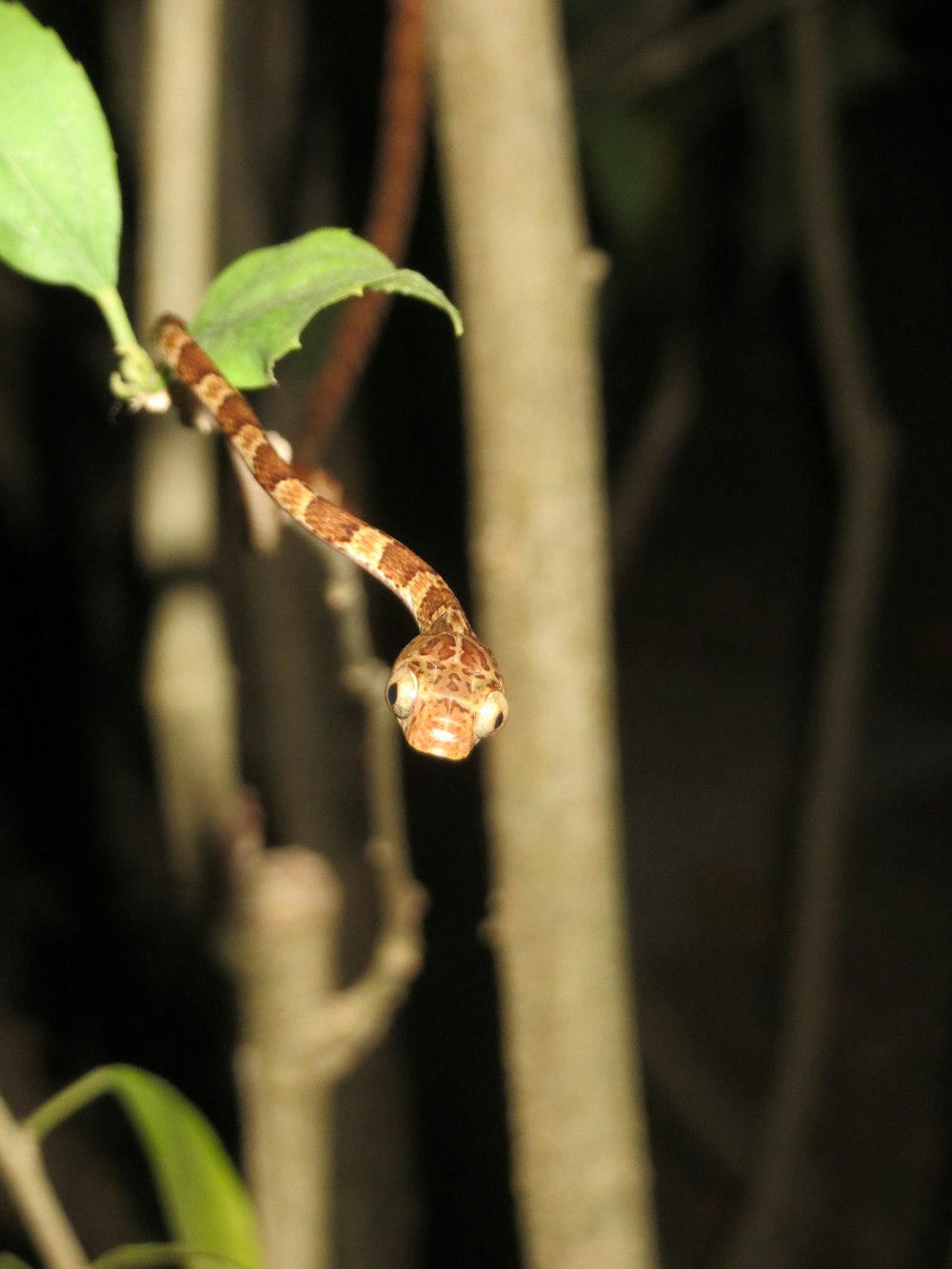 Fotografía de enfoque selectivo de serpiente marrón