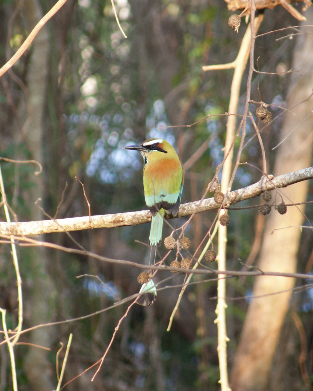 red, yellow, and teal bird perching on tree branch