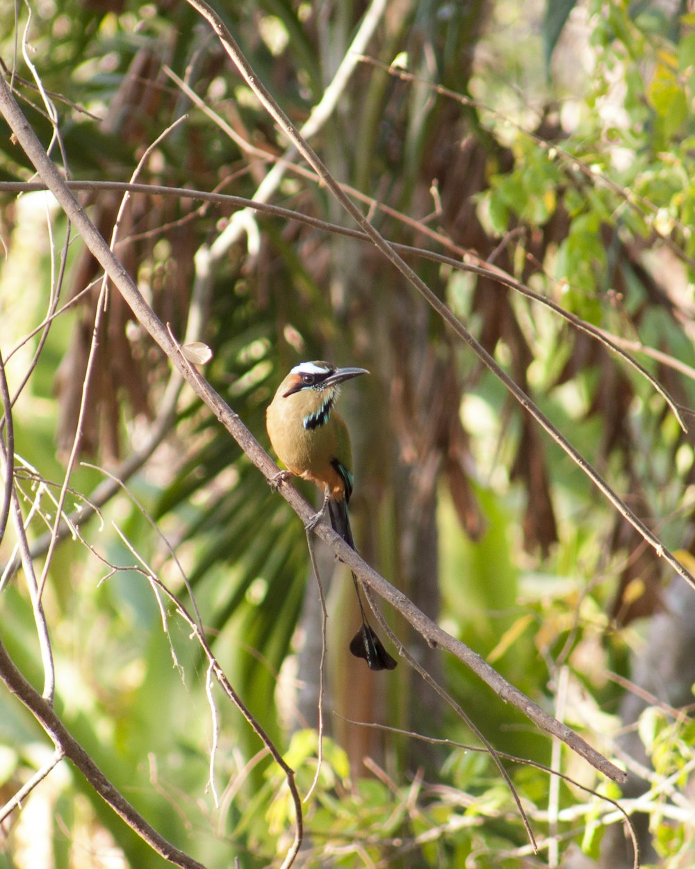 brown bird perch on branch of tree