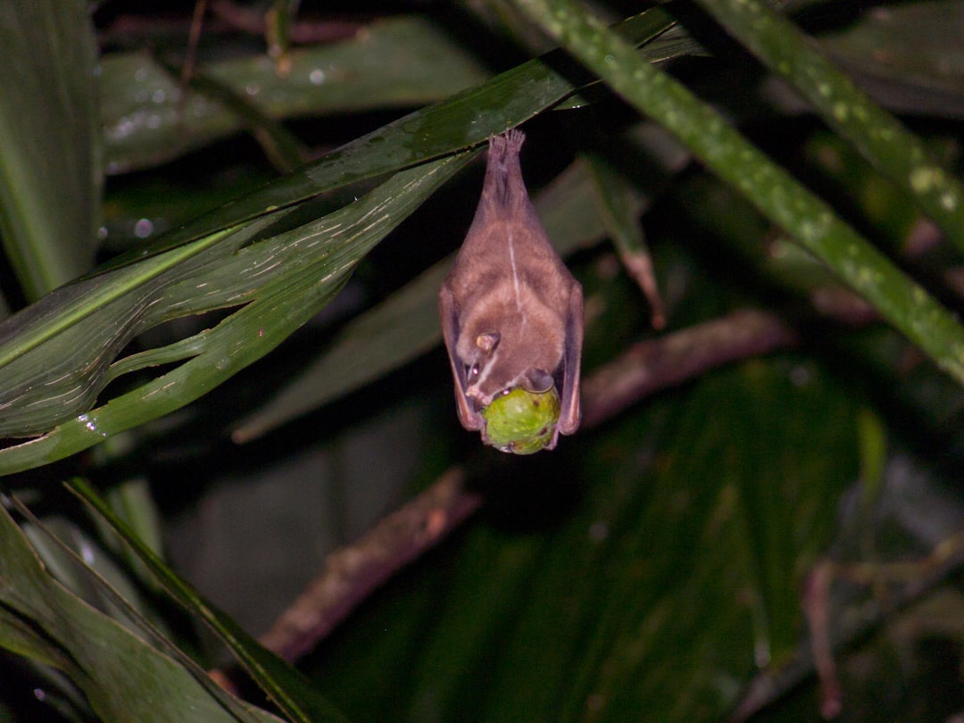 bat perch on green leaf