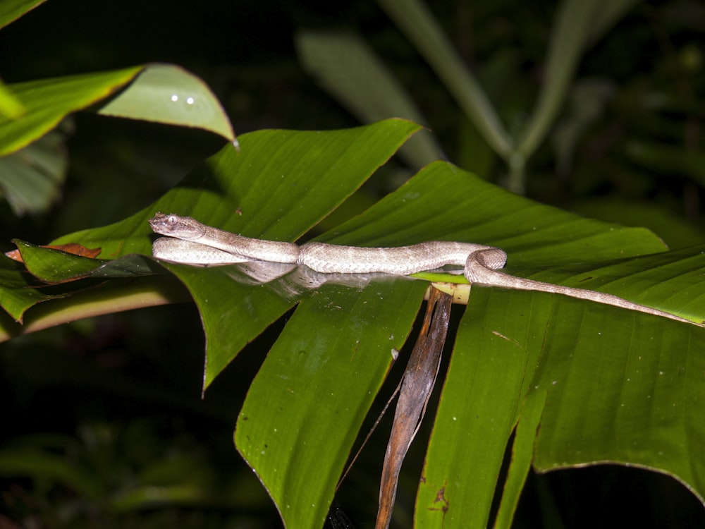 brown snake on leaf