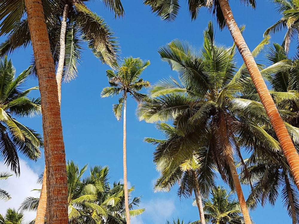 green coconut trees