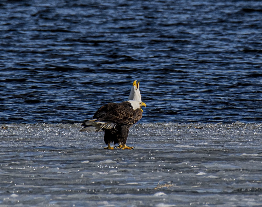 two bald eagles