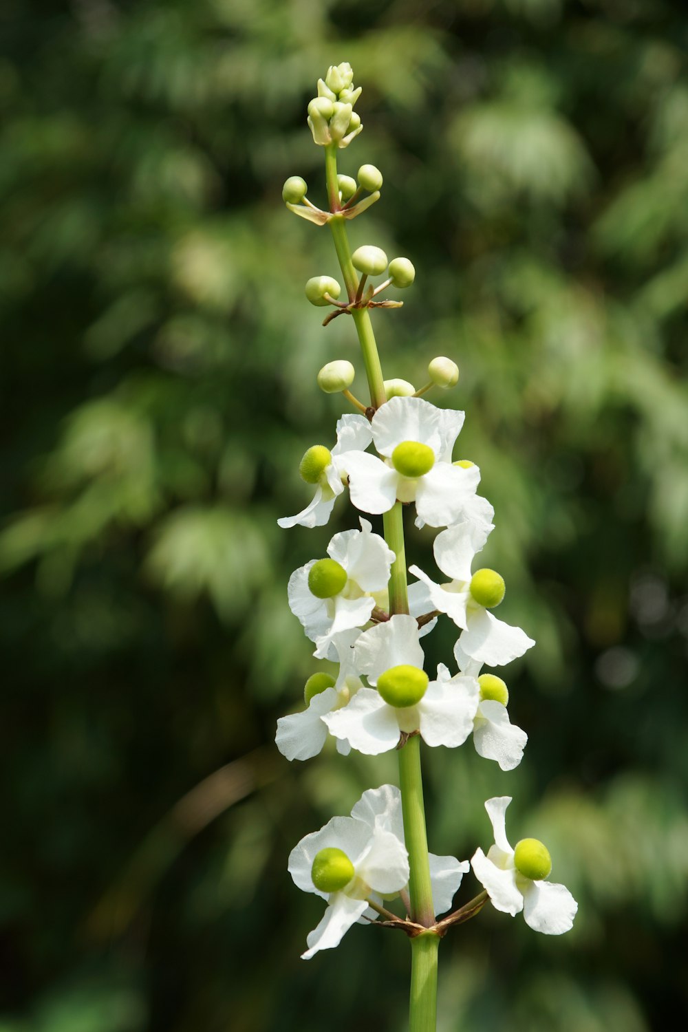 white-petaled flower