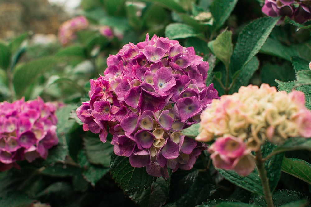 pink and yellow hydrangea flowers