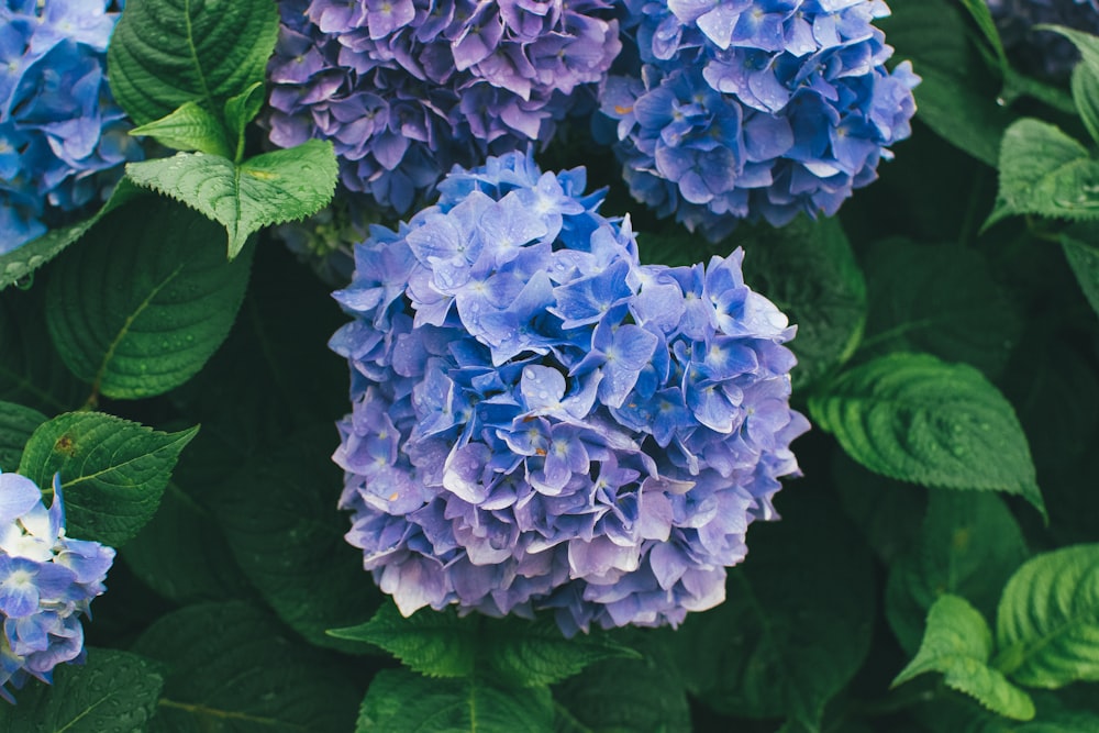 flores de pétalos morados y azules