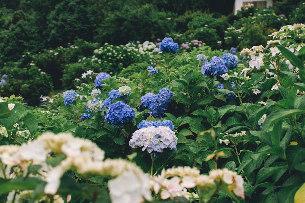 blue-petaled flowers