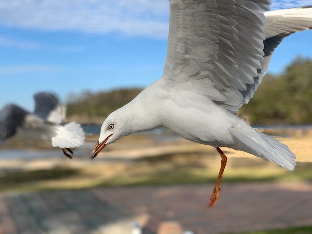 selective focus photography of flying white bird during daytime