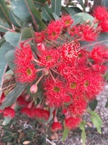 Bright red bottlebrush flowers with long, thin petals and small, rounded buds are visible against green leaves. The unique feathery texture of the blooms creates a vivid contrast with the foliage.