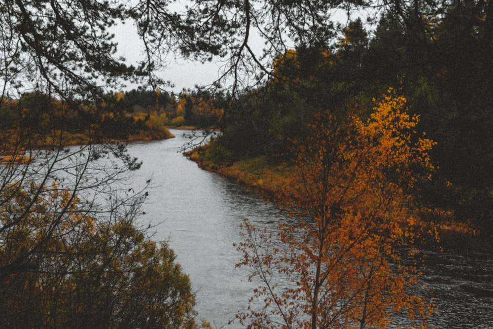 river between trees and plants
