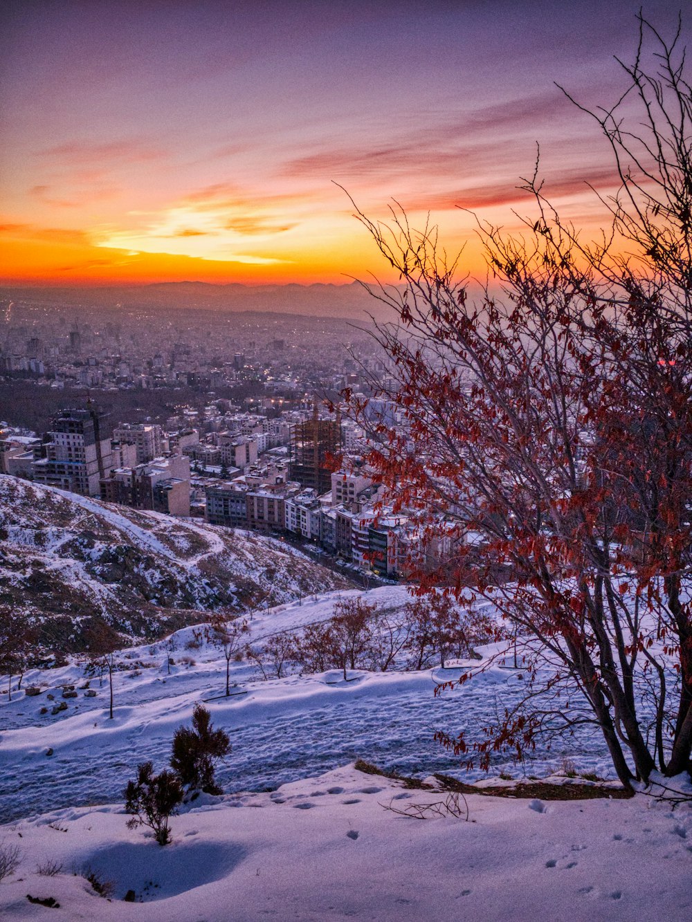 tree on snow-covered mountain with view of cityscape