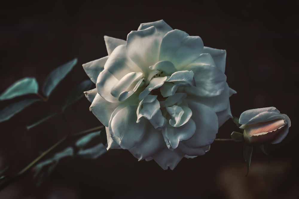 white rose flower