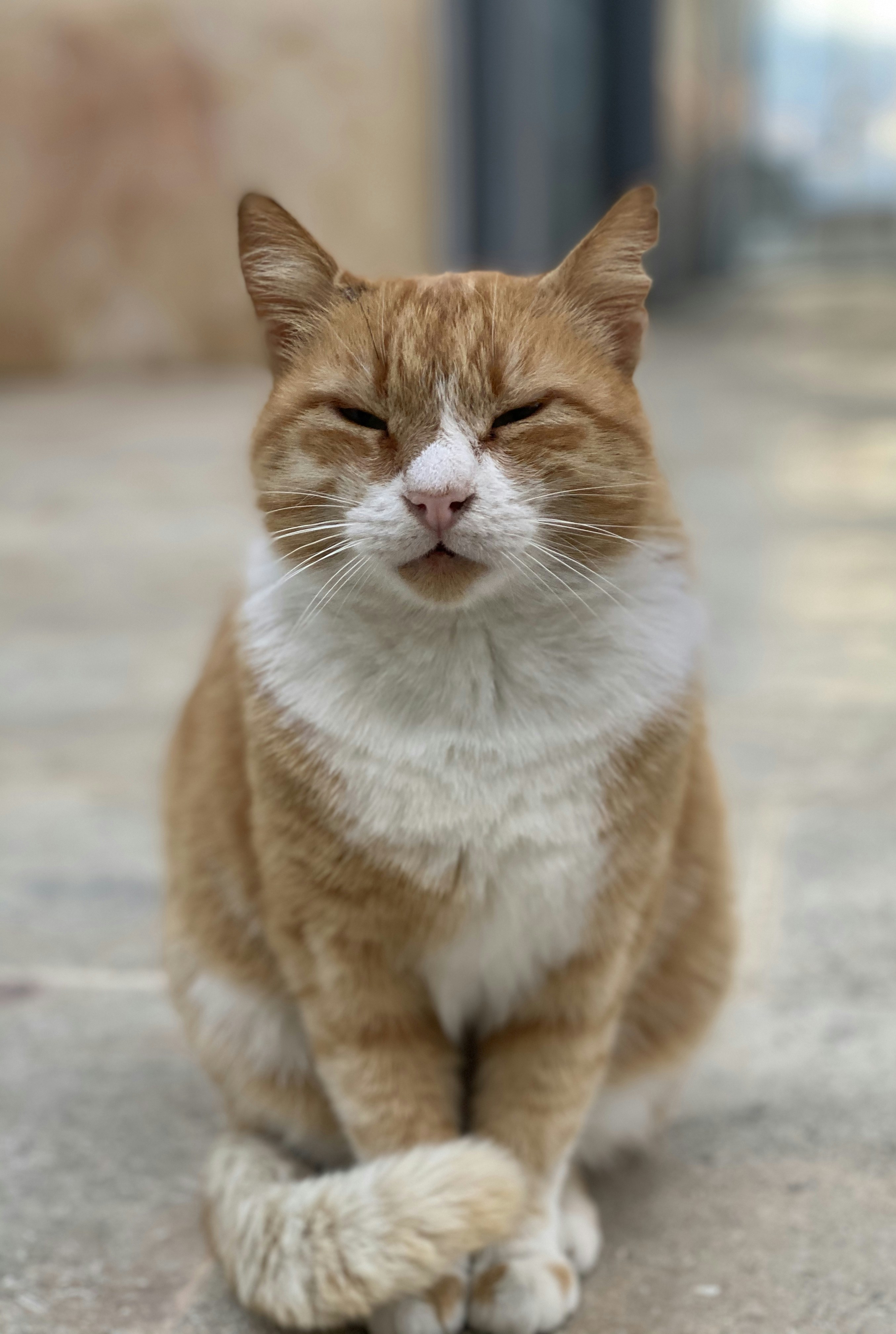 White And Brown Tabby Cat Photo Free Animal Image On Unsplash