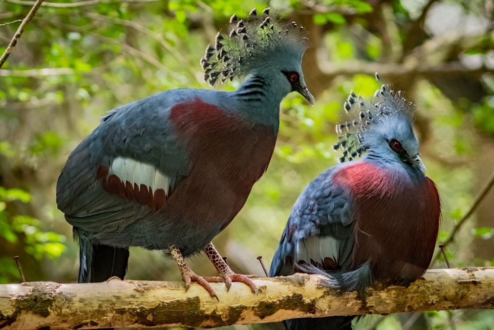 red-and-blue birds on branch