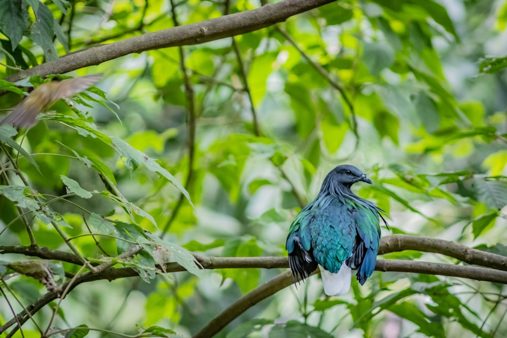 Nicobar pigeon on branch