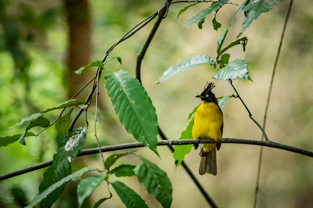 yellow and black bird on branch