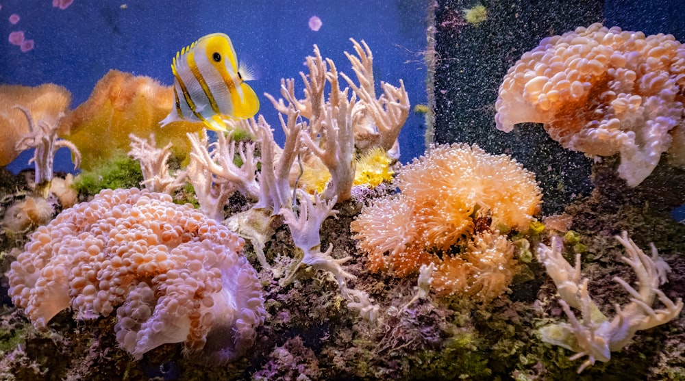 white and yellow striped fish