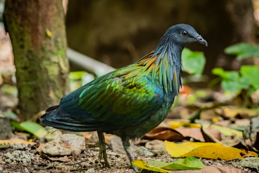 Nicobar pigeon