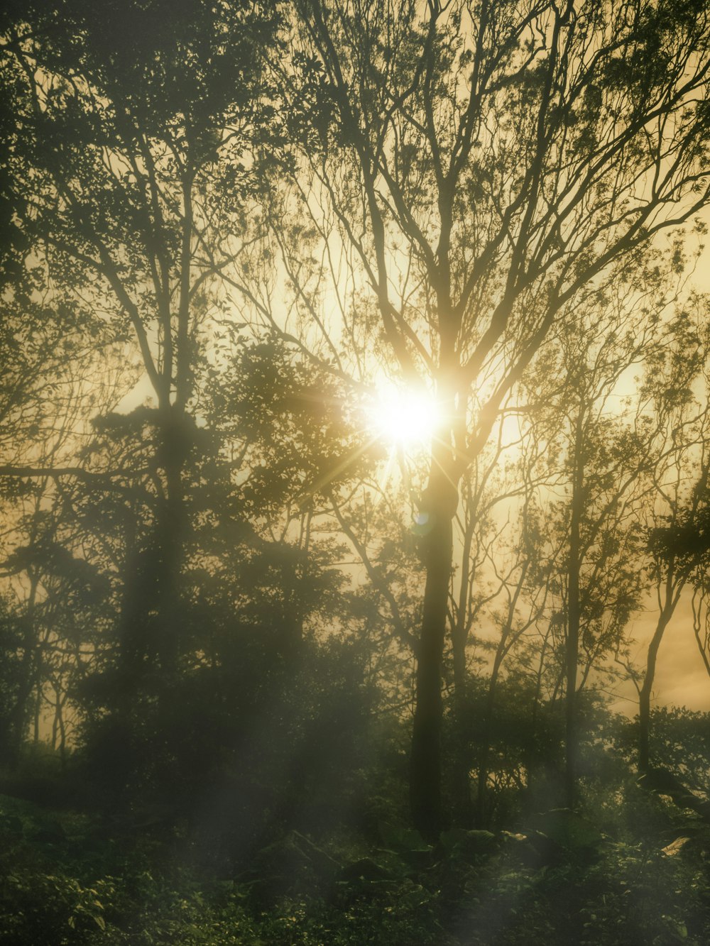 light through trees