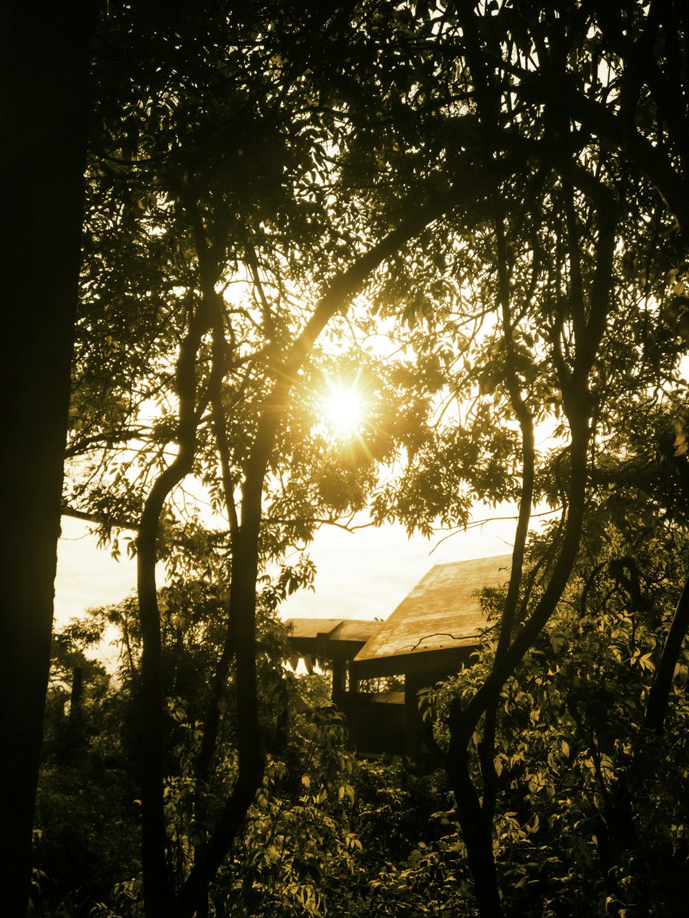 the sun shines through the branches of a tree