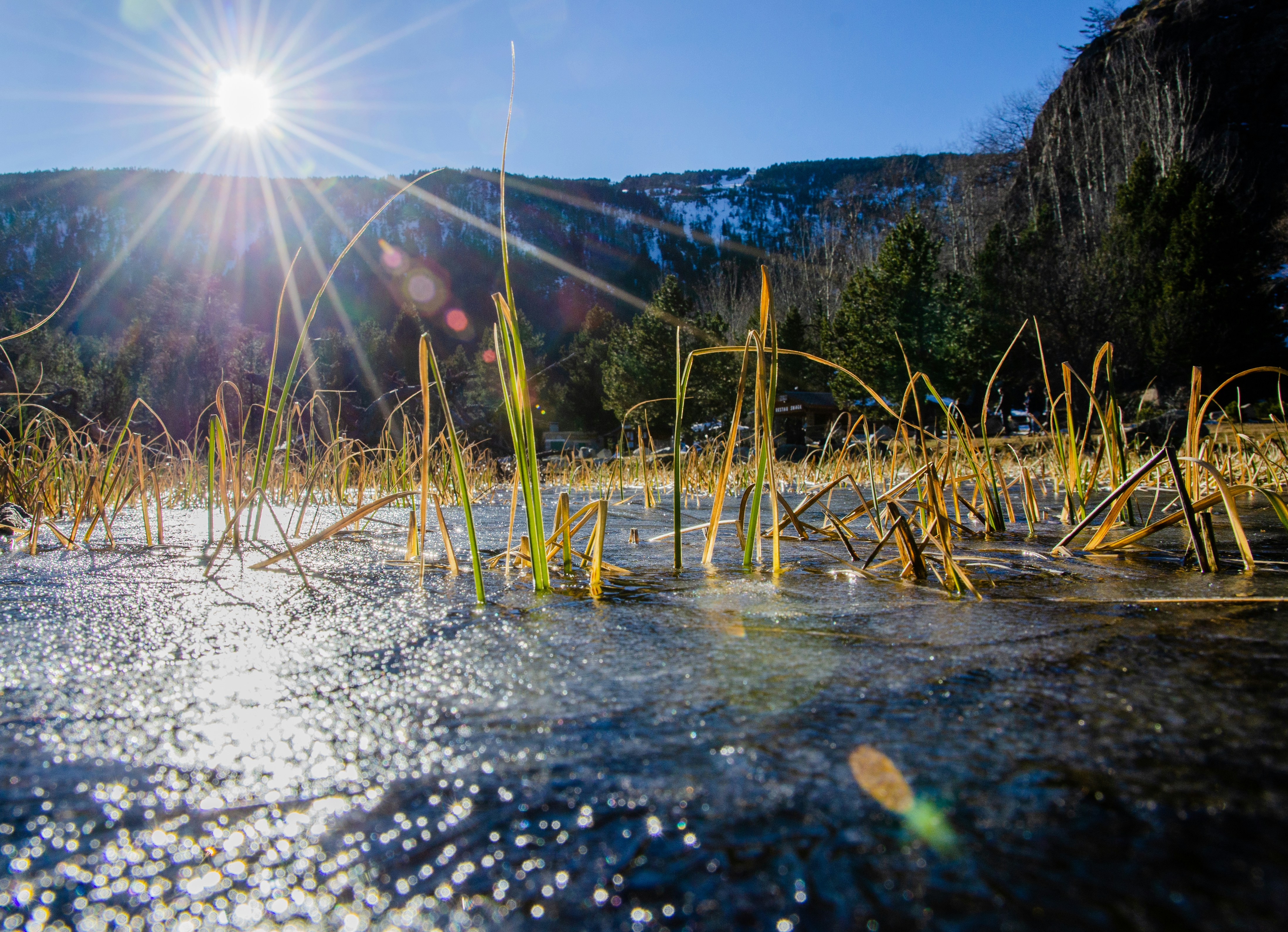 Green plants under blue sky photo Free Light Image on Unsplash