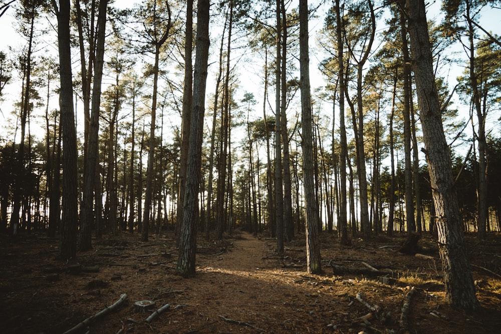 a dirt path in the middle of a forest