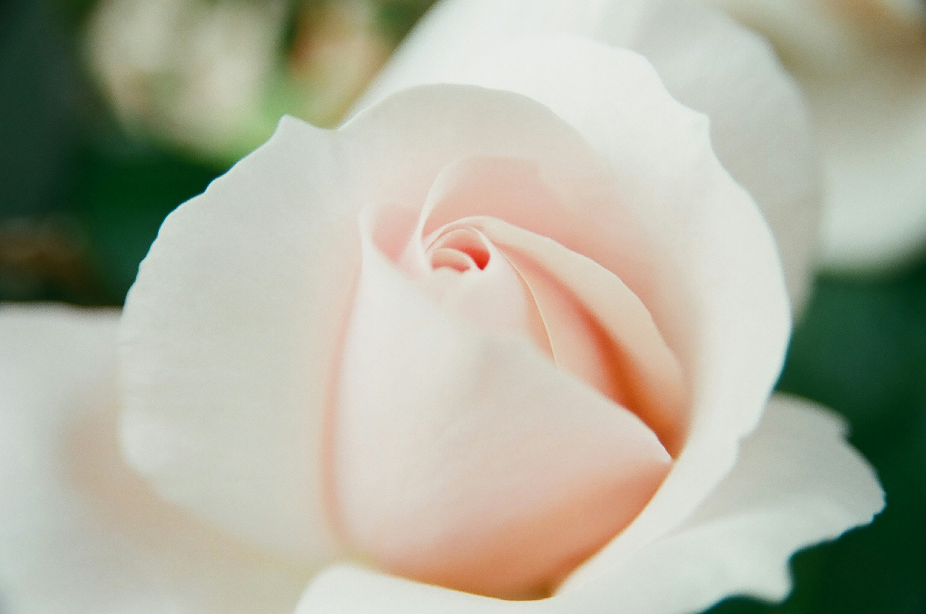 Photo by mioitophotography