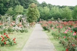 pink and red rose field