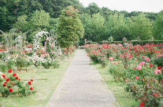 Picture of a garden with flowers and trees with a walking path in between the flowers.