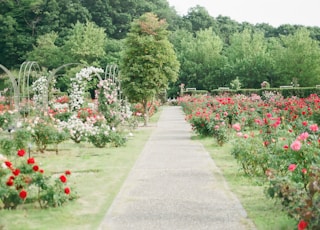 pink and red rose field